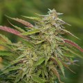Purple Trainwreck - HUMBOLDT SEED