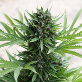 Sour Diesel Auto - HUMBOLDT SEED | TanieSianie.pl