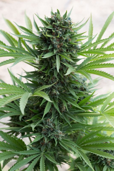 Sour Diesel Auto - HUMBOLDT SEED | TanieSianie.pl