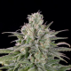 UK Cheese Auto - HUMBOLDT SEED | TanieSianie.pl