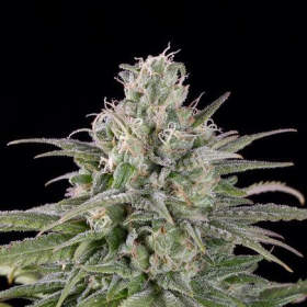 UK Cheese Auto - HUMBOLDT SEED | TanieSianie.pl