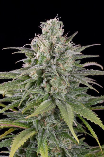 UK Cheese Auto - HUMBOLDT SEED | TanieSianie.pl
