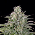 UK Cheese Auto - HUMBOLDT SEED