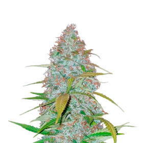 Californian Snow Auto - FASTBUDS | TanieSianie.pl