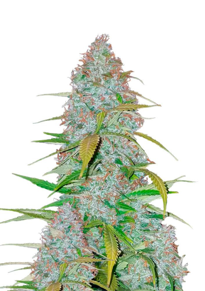 Californian Snow Auto - FASTBUDS | TanieSianie.pl
