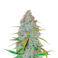 Californian Snow Auto - FASTBUDS