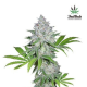 Californian Snow Auto - FASTBUDS | TanieSianie.pl