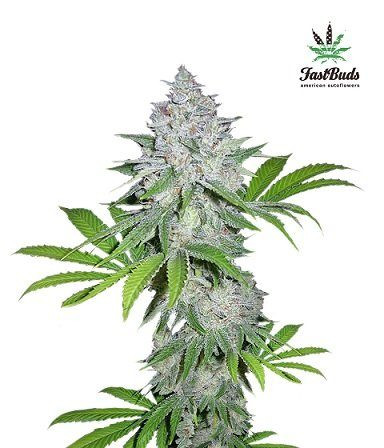 Californian Snow Auto - FASTBUDS | TanieSianie.pl
