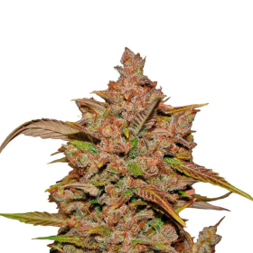 Crystal Meth Auto - FASTBUDS | TanieSianie.pl