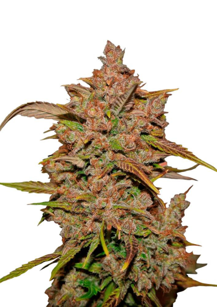 Crystal Meth Auto - FASTBUDS | TanieSianie.pl