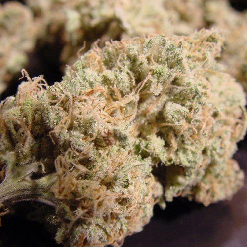 Nebula - PARADISE SEEDS | TanieSianie.pl