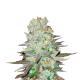 G14 Auto - FASTBUDS | TanieSianie.pl
