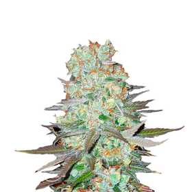 G14 Auto - FASTBUDS | TanieSianie.pl