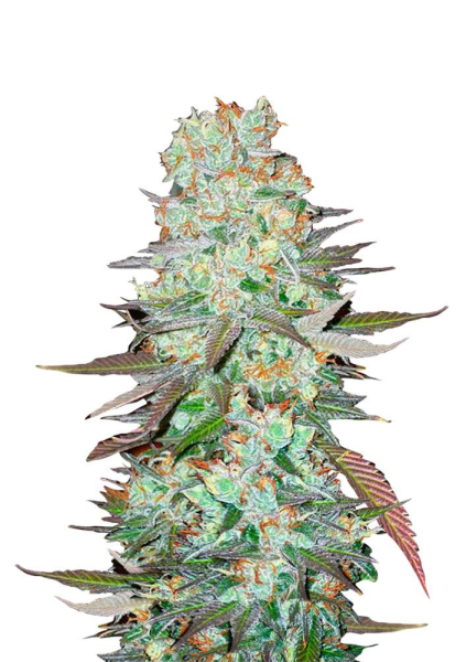 G14 Auto - FASTBUDS | TanieSianie.pl