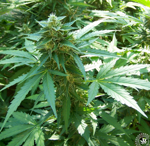 Critical + Auto | TanieSianie.pl