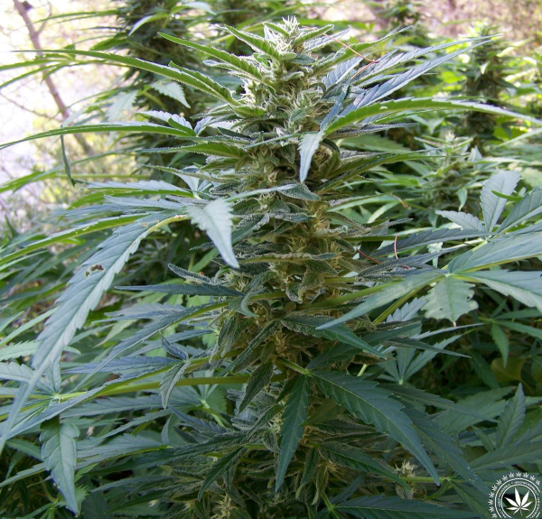 Critical + Auto | TanieSianie.pl