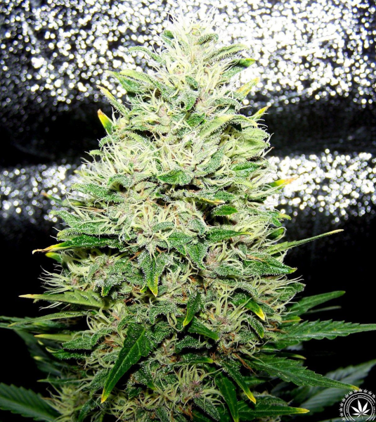 Critical + Auto | TanieSianie.pl