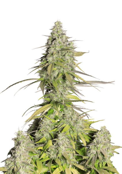 Girl Scout Cookies Auto - FASTBUDS | TanieSianie.pl