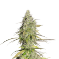 Girl Scout Cookies Auto - FASTBUDS