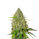 Grapefruit Matic Auto - FASTBUDS | TanieSianie.pl