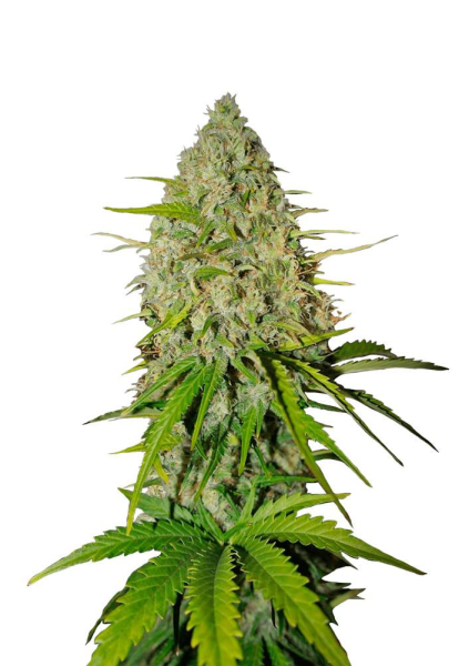 Grapefruit Matic Auto - FASTBUDS | TanieSianie.pl
