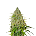 Grapefruit Matic Auto - FASTBUDS