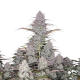 Green Crack Auto - FASTBUDS | TanieSianie.pl