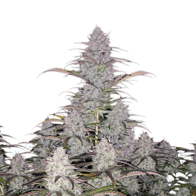 Green Crack Auto - FASTBUDS | TanieSianie.pl