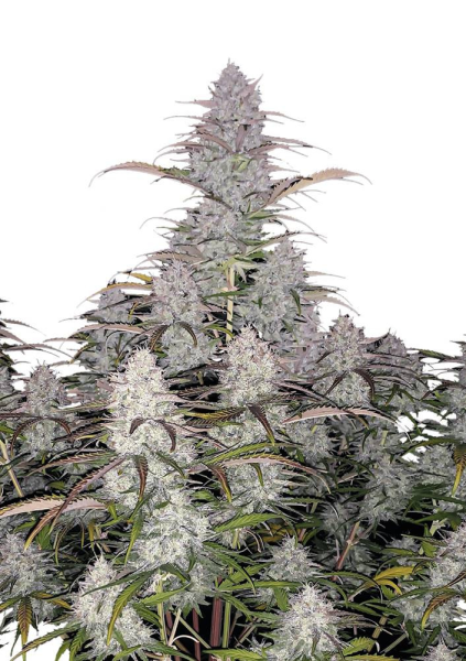 Green Crack Auto - FASTBUDS | TanieSianie.pl