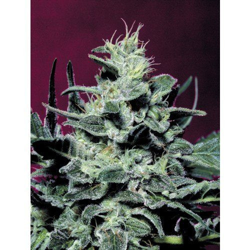 Nebula - PARADISE SEEDS | TanieSianie.pl