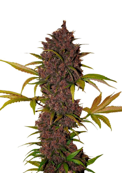 LSD 25 Auto - FASTBUDS | TanieSianie.pl