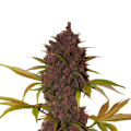 LSD 25 Auto - FASTBUDS