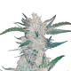 Mexican Airlines Auto - FASTBUDS | TanieSianie.pl