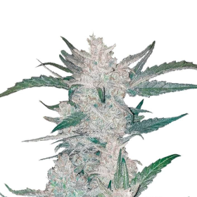 Mexican Airlines Auto - FASTBUDS | TanieSianie.pl
