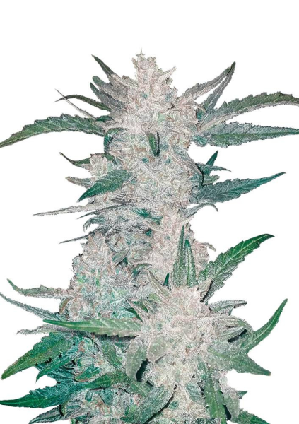 Mexican Airlines Auto - FASTBUDS | TanieSianie.pl