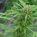 Early Skunk