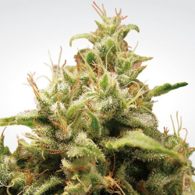 Opium - PARADISE SEEDS | TanieSianie.pl