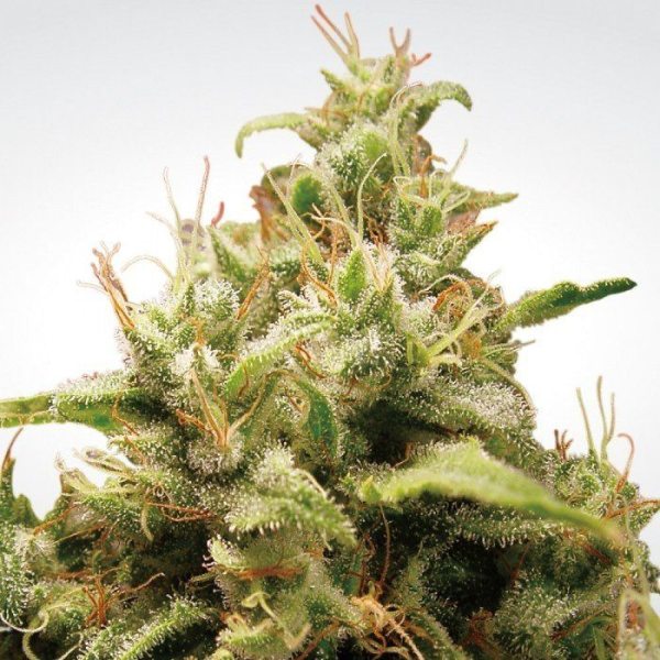 Opium - PARADISE SEEDS | TanieSianie.pl
