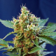 Cream Mandarine XL Auto - SWEET SEEDS | TanieSianie.pl