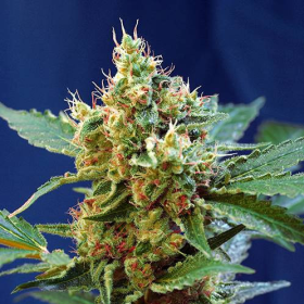 Cream Mandarine XL Auto - SWEET SEEDS | TanieSianie.pl