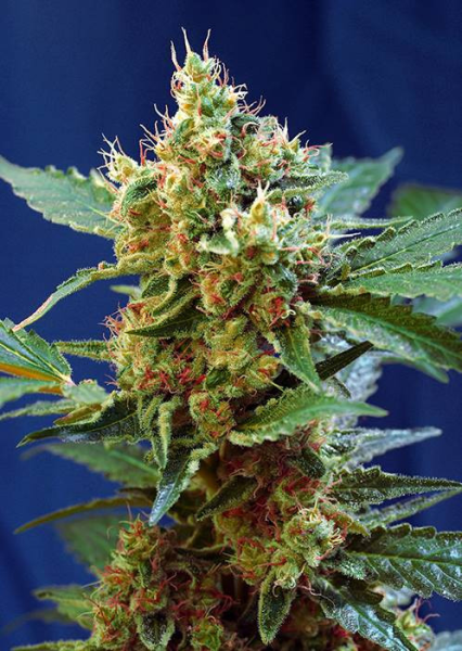 Cream Mandarine XL Auto - SWEET SEEDS | TanieSianie.pl
