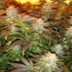 Opium - PARADISE SEEDS | TanieSianie.pl