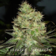 Jack Herer | TanieSianie.pl