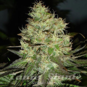 Jack Herer | TanieSianie.pl