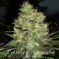 Jack Herer
