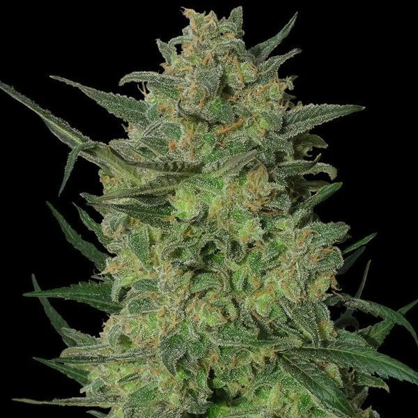 Moby Dick | TanieSianie.pl