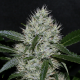 OG Kush | TanieSianie.pl
