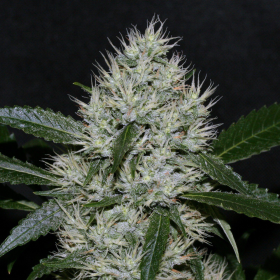 OG Kush | TanieSianie.pl