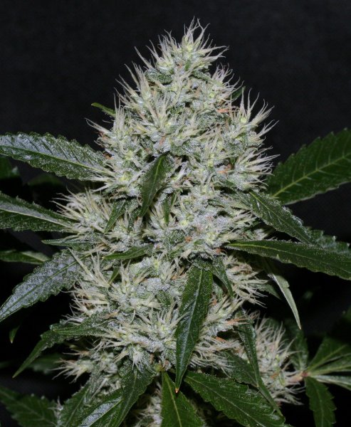 OG Kush | TanieSianie.pl