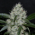 OG Kush